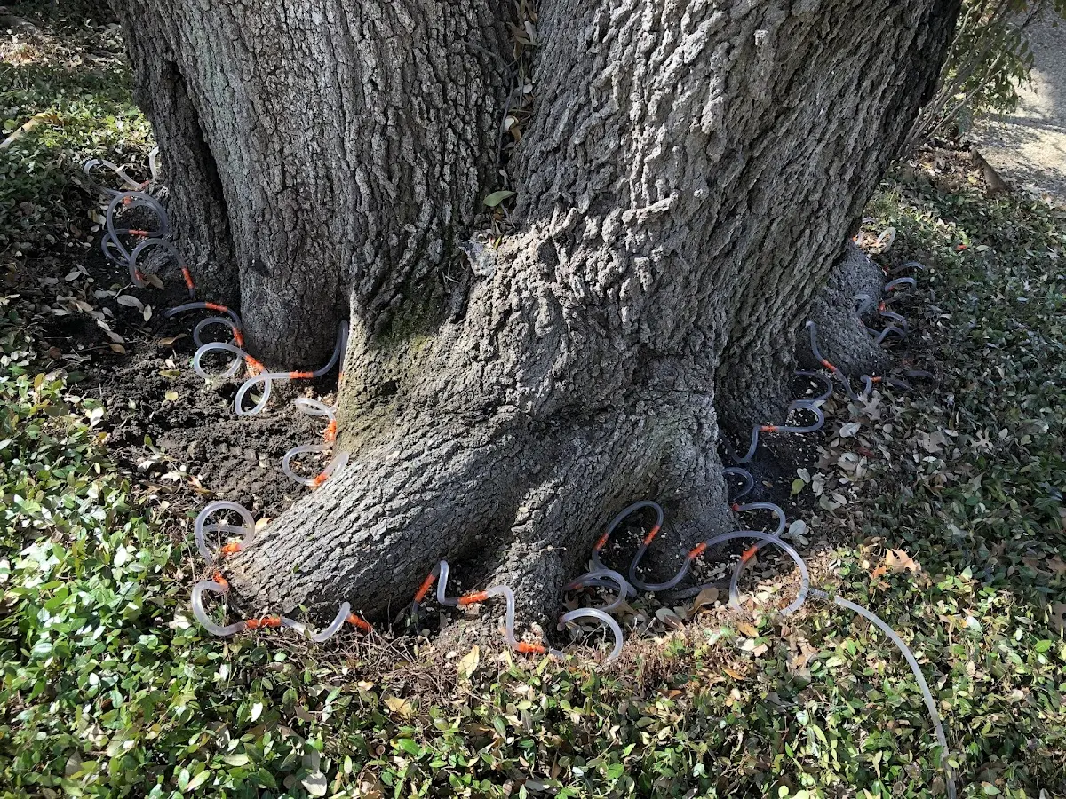 Detailed Tree Cabling and Bracing job site in Fairbury