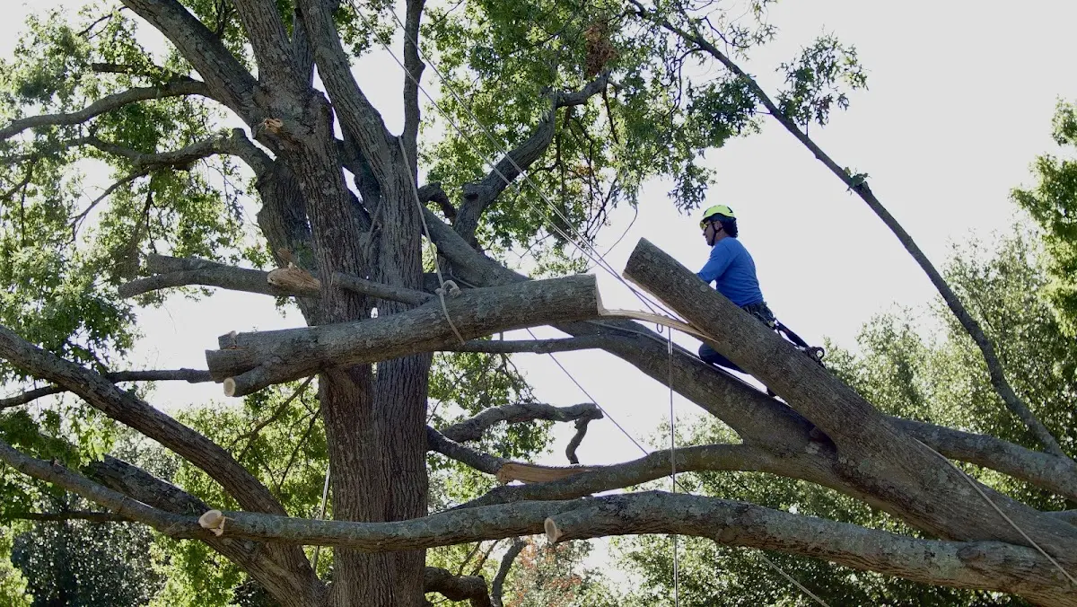 Professional Crown Thinning performed by certified arborists in Fairbury