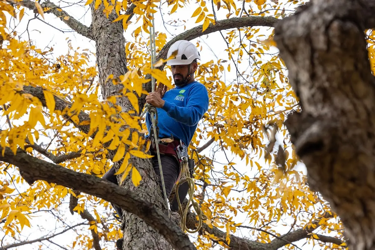 Skilled Tree Planing crew working in Fairbury